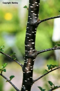 Nothofagus antarctica