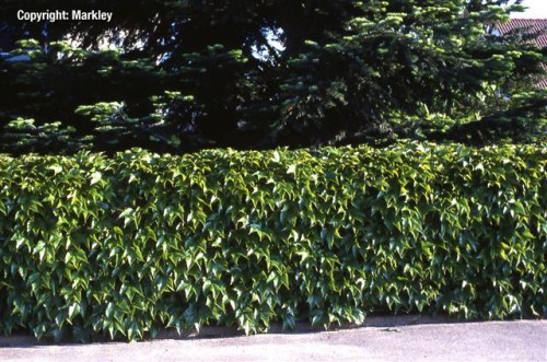 Parthenocissus tricuspidata 'Veitchii'