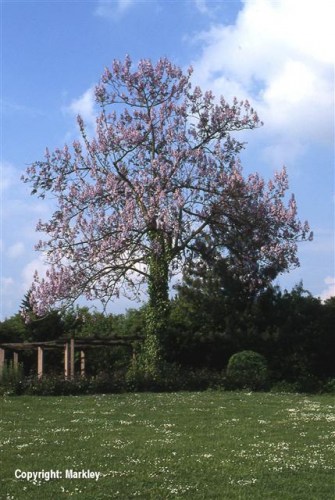 Paulownia tomentosa