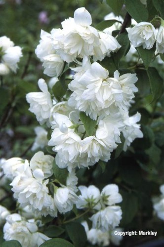 Philadelphus 'Virginal'