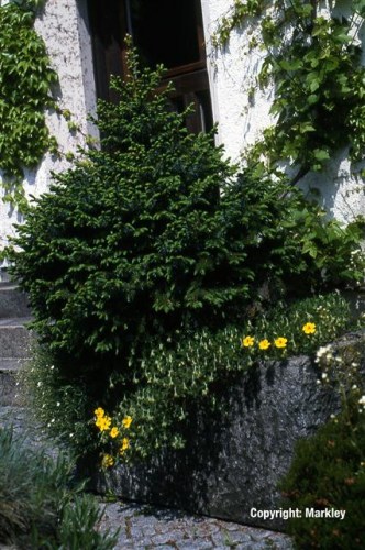 Picea omorika 'Nana'