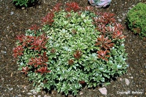 Pieris japonica 'Carnaval'