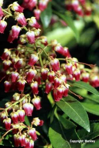 Pieris japonica 'Valley Valentine'