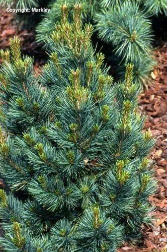 Pinus cembra 'Glauca'