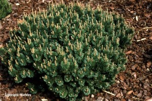 Pinus mugo 'Humpy'