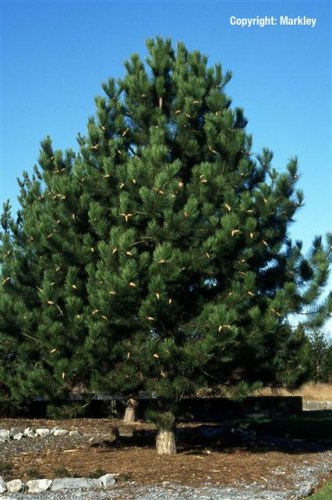 Pinus nigra