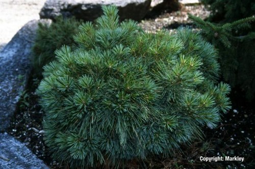 Pinus strobus 'Radiata'
