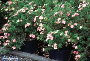Potentilla fruticosa 'Lovely Pink