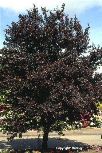 Prunus cerasifera 'Nigra'
