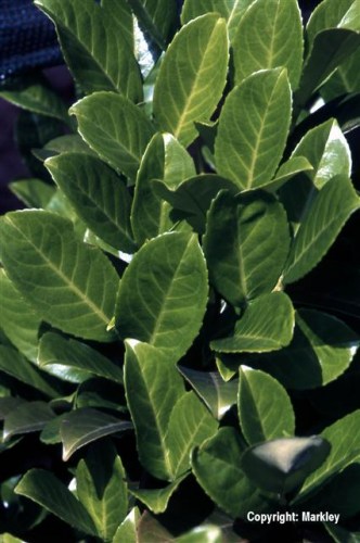 Prunus laurocerasus 'Rotundifolia'