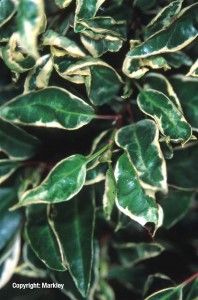Prunus lusitanica 'Variegata'