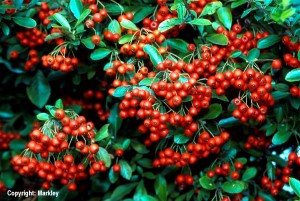 Pyracantha 'Red Cushion'