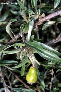 Pyrus salicifolia