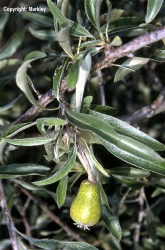 Pyrus salicifolia
