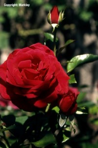 Rosa 'Red Flame'  - R -
