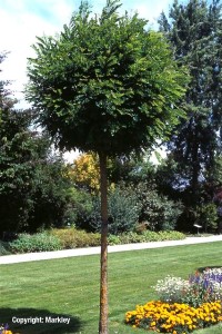 Robinia pseudoacacia 'Umbraculifera'