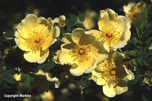 Rosa hugonis
