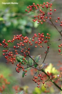 Rosa multiflora