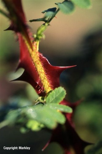 Rosa omeiensis 'Pteracantha'