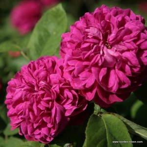Rosa 'Rose de Resht' -R-