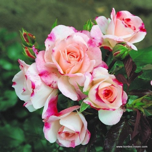 Rosa 'Rosenstadt Freising' -R-