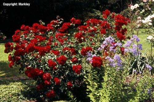 Rosa 'Roter Korsar' -R-