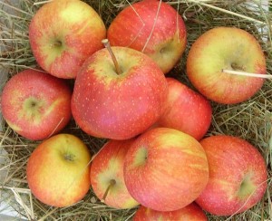 Malus 'Rubinette'