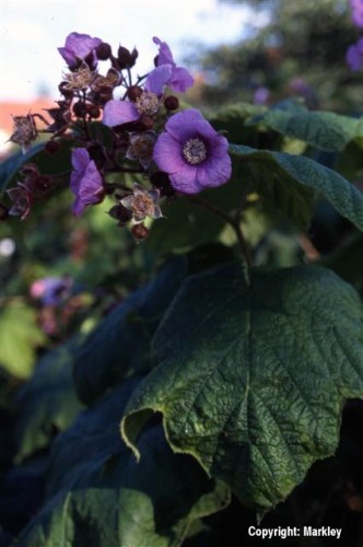 Rubus odoratus