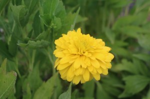 Rudbeckia 'Goldquelle'