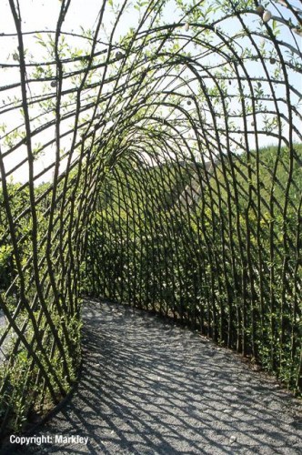 Salix viminalis