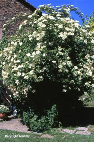 Sambucus nigra