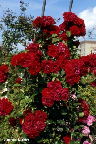 Rosa 'Santana'  - R -