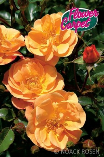 Rosa 'Sedana'  - R -