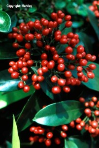Skimmia reevesiana