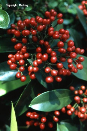 Skimmia reevesiana