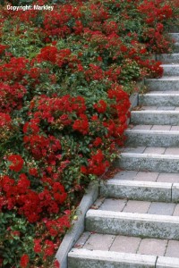 Rosa 'Sommerabend' -R-