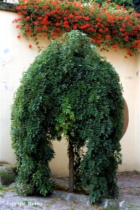 Sophora japonica 'Pendula'