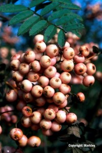 Sorbus arnoldiana 'Kirsten Pink'