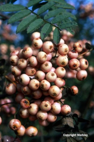 Sorbus arnoldiana 'Kirsten Pink'