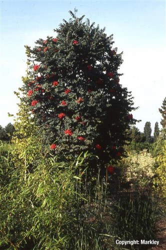 Sorbus aucuparia 'Fastigiata'