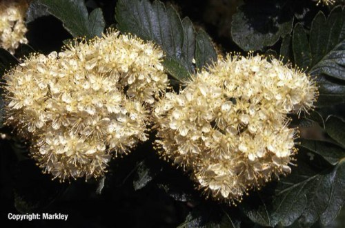 Sorbus intermedia