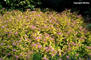 Spiraea japonica 'Golden Princess'