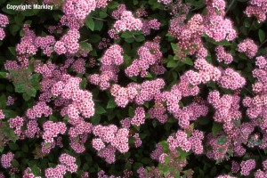 Spiraea japonica 'Little Princess'