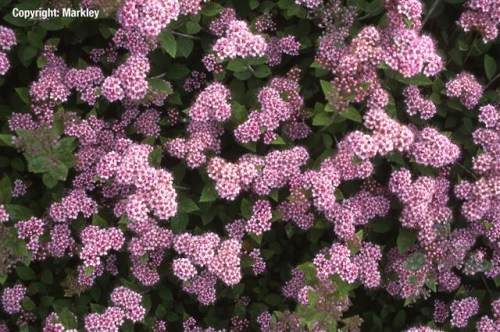 Spiraea japonica 'Little Princess'