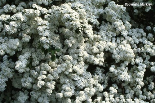 Spiraea vanhouttei