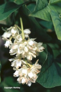 Staphylea pinnata