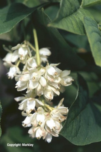 Staphylea pinnata