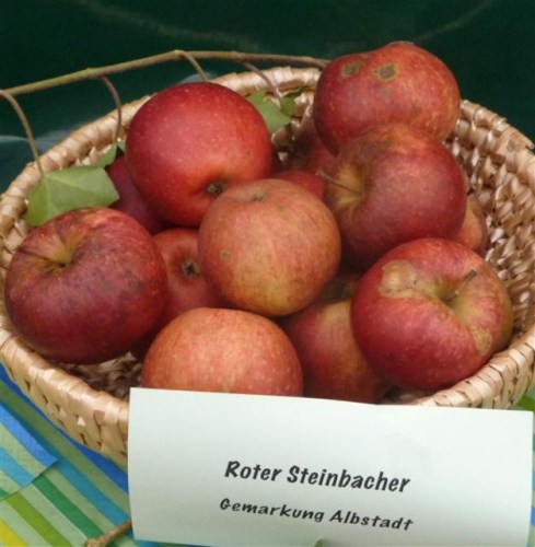 Malus 'Steinbacher Renette'