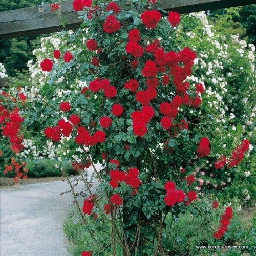 Rosa 'Sympathie'  - R -
