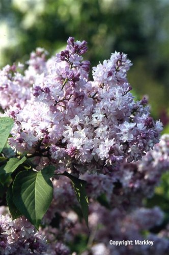 Syringa vulgaris 'Michael Buchner'